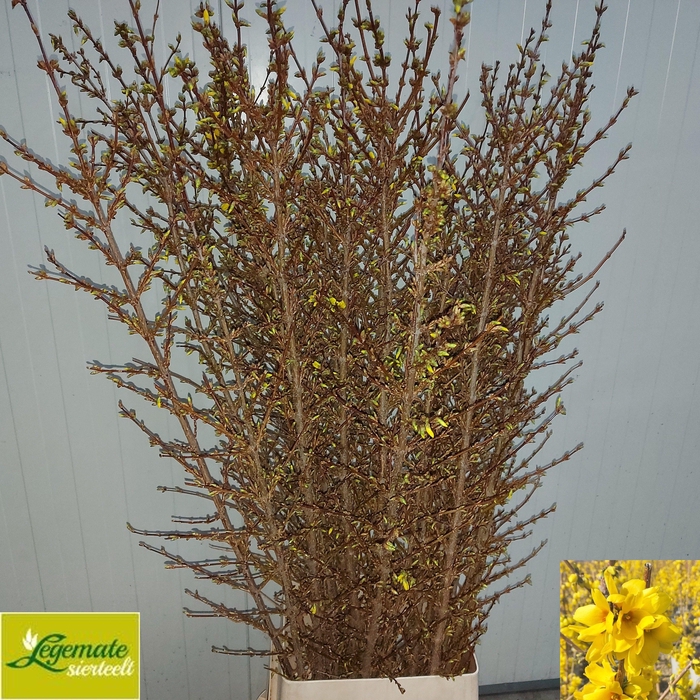 <h4>FORSY I SPECTABILIS</h4>