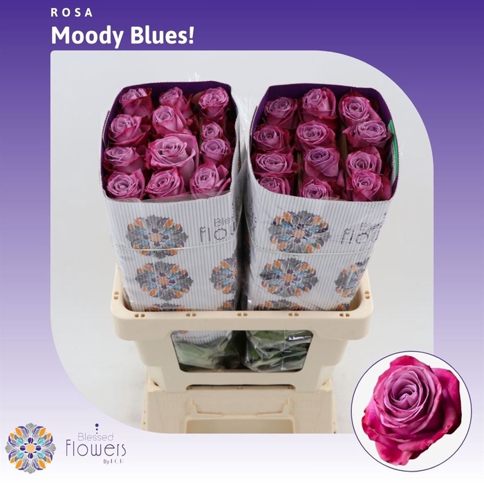 <h4>Rosa gr Moody Blues!</h4>