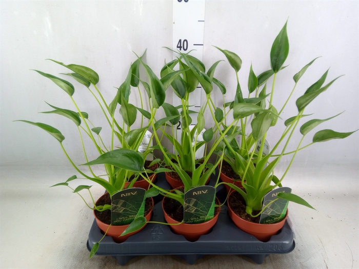 <h4>Alocasia  'Tiny Dancers'</h4>