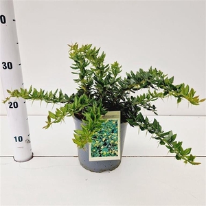 Berberis x frikartii Telstar