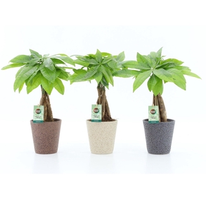 Pachira Aquatica gevlochten stam in Nature keramiek