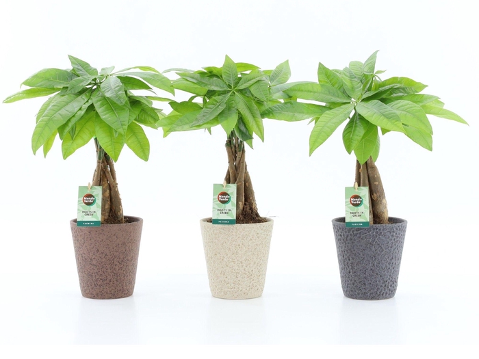 <h4>Pachira Aquatica gevlochten stam in Nature keramiek</h4>