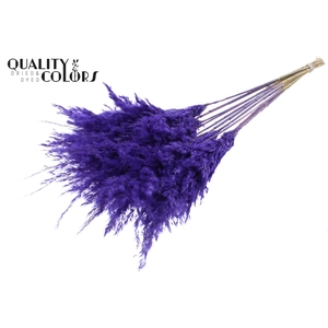 Pampas Grass 70cm 10st/bunch Frosted Purple