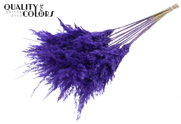 <h4>Pampas Grass 70cm 10st/bunch Frosted Purple</h4>