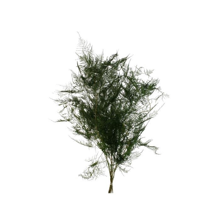 <h4>Bunch Asparagus 10pcs Pres.Slv L80</h4>
