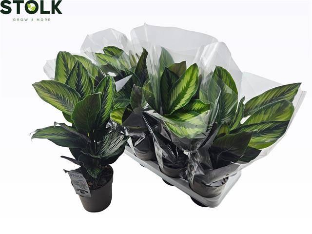 <h4>CALAT BEAUTYSTAR</h4>