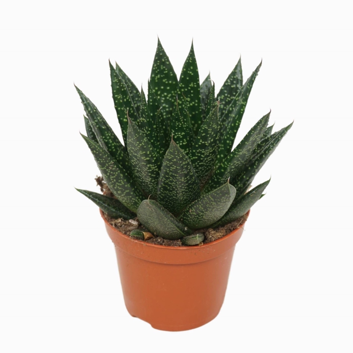 Gasteria