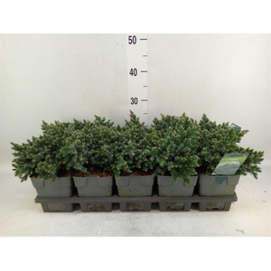 Juniperus squamata 'Blue Star'