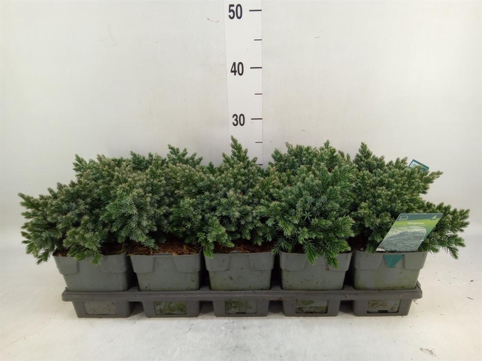 <h4>Juniperus squamata 'Blue Star'</h4>