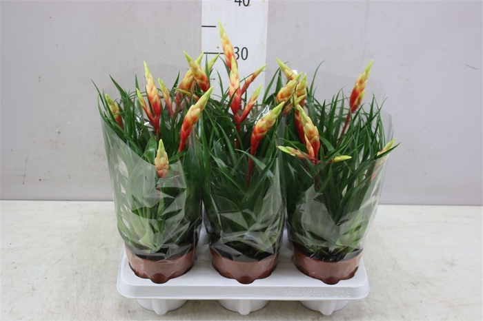 <h4>Vriesea Multi Shannon</h4>