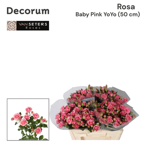 R TR Baby Pink Yo-Yo 50cm