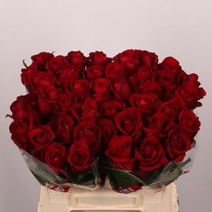 R GR EVER RED