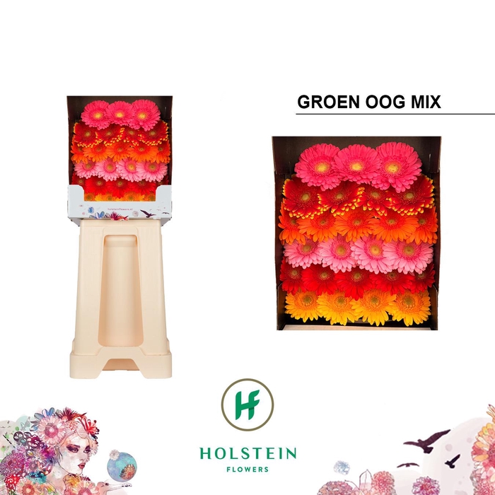 <h4>Germini Mix Pastel Diamond</h4>
