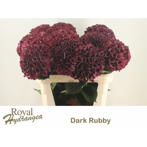 HYDR M MAG DARK RUBY