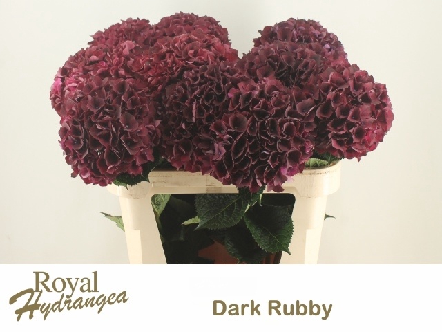 <h4>HYDR M MAG DARK RUBY</h4>