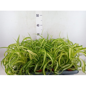 Chlorophytum com. 'Bonnie'