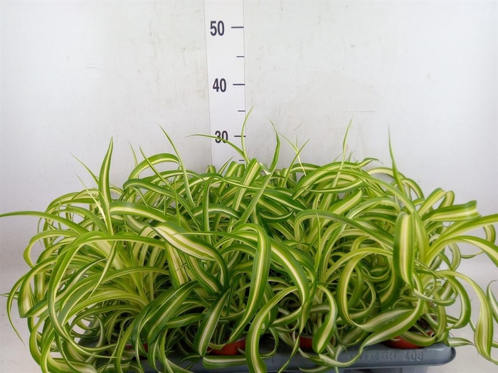 <h4>Chlorophytum com. 'Bonnie'</h4>