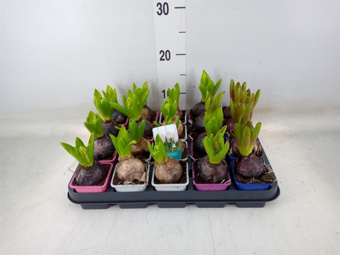 <h4>Hyacinthus orie.   ...mix</h4>