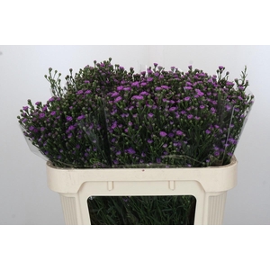 AST ASTEE M BABY PIN