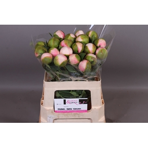 Paeonia Col Owen Cousin | XXL