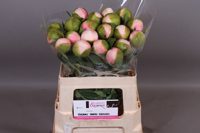 <h4>Paeonia Col Owen Cousin | XXL</h4>