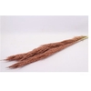 Bunch Wild Cortaderia Slv 2Pcs L145