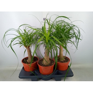 Beaucarnea recurvata