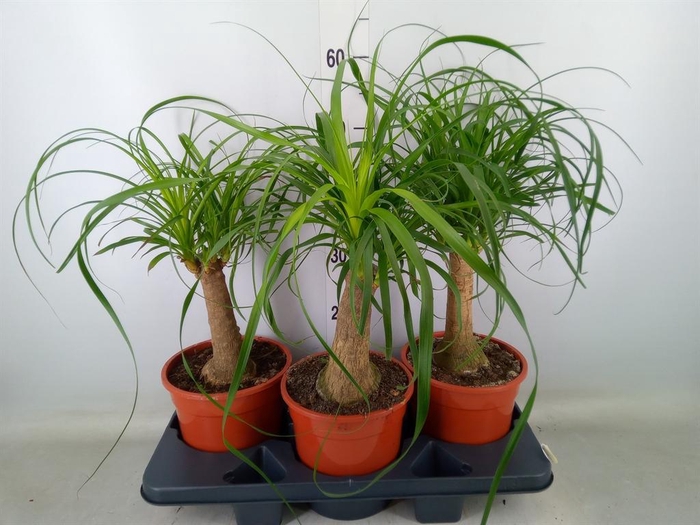 <h4>Beaucarnea recurvata</h4>
