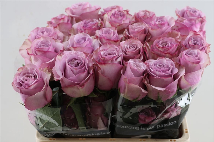 <h4>R Gr Friends</h4>