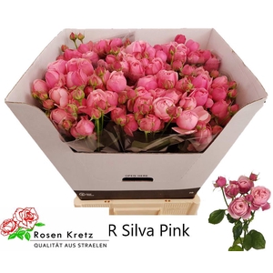 R TR SILVA PINK+