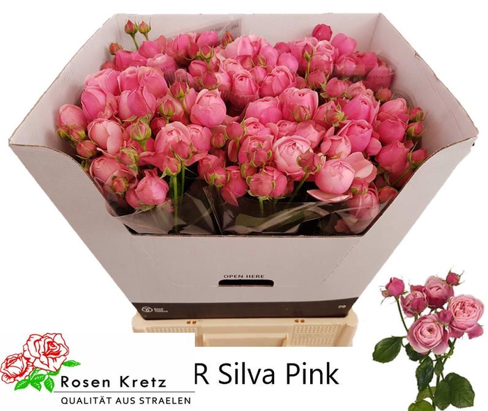 R TR SILVA PINK+