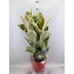 Ficus elastica 'Tineke'