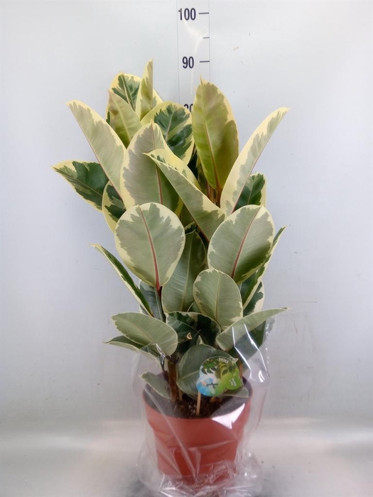 <h4>Ficus elastica 'Tineke'</h4>