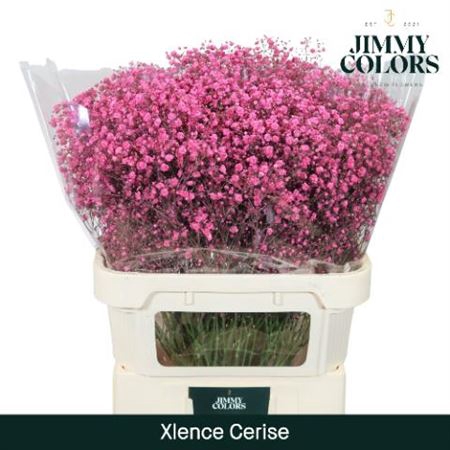 <h4>Gyps Grof Cerise (dip)</h4>