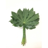 Aralia Rio Verde 30cm