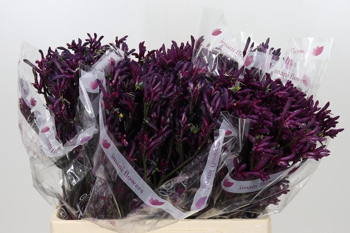 <h4>Anigozanthos Bush Merlot</h4>
