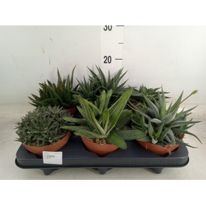 Aloe   ...mix