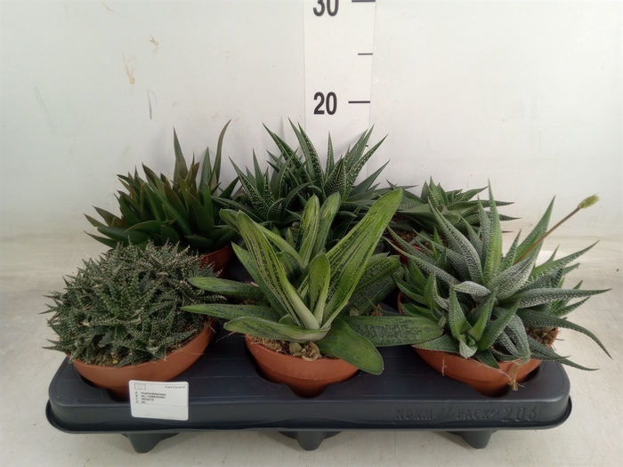 <h4>Aloe   ...mix</h4>