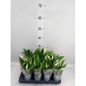 Spathiphyllum  'Pearl Cupido'