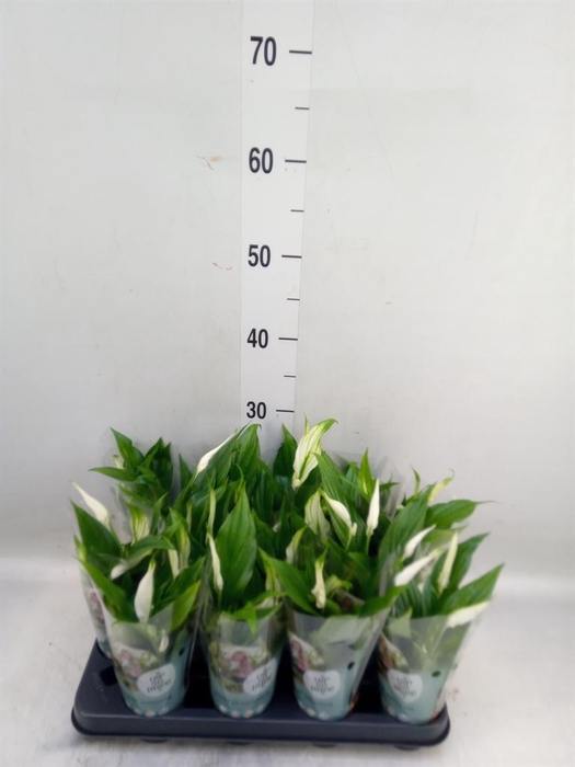 <h4>Spathiphyllum  'Pearl Cupido'</h4>