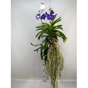 Vanda hybrids