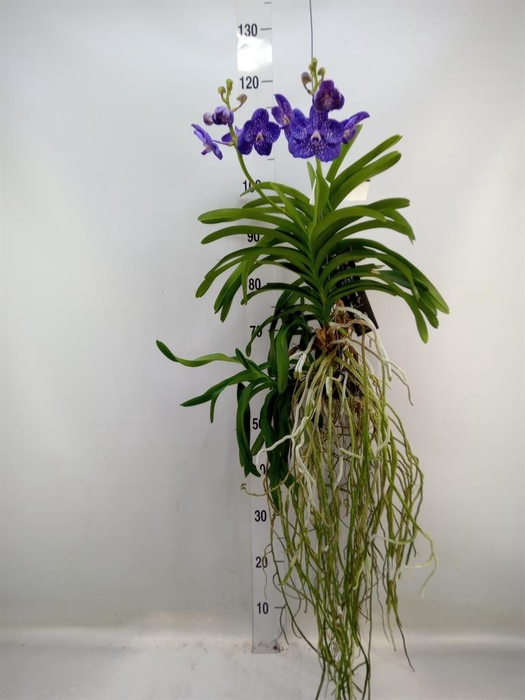 <h4>Vanda hybrids</h4>