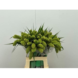 SETA ITAL VOLLE MELK