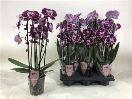 <h4>Phal An Reims Cascade 3 Branches 18+</h4>