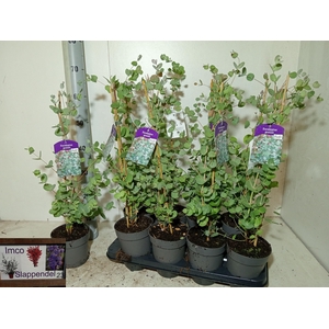 EUCAL GUNNII