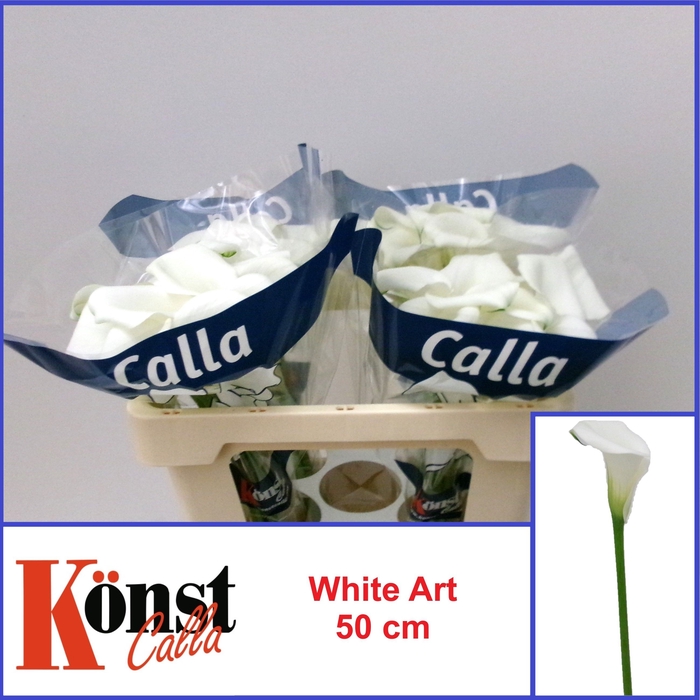 <h4>ZANT WHITE ART</h4>
