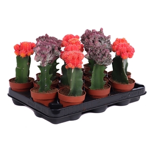 Gymno rood-oranje & euphorbia lactea geent 8,5 cm