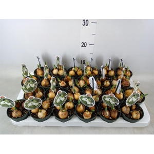 Galanthus nivalis   ...in pot