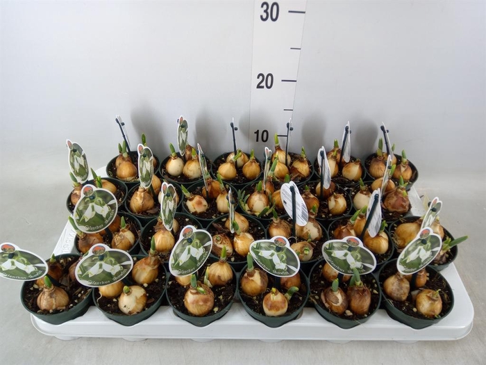 <h4>Galanthus nivalis ...in pot</h4>