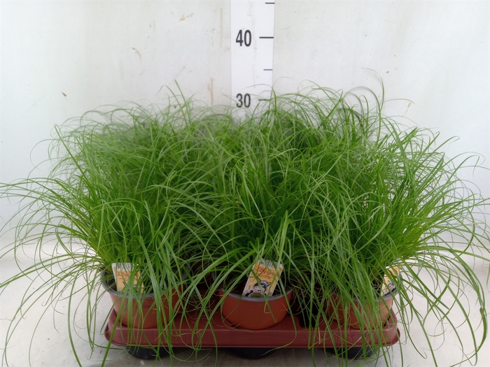 <h4>Cyperus alternifolius 'Zumula'</h4>